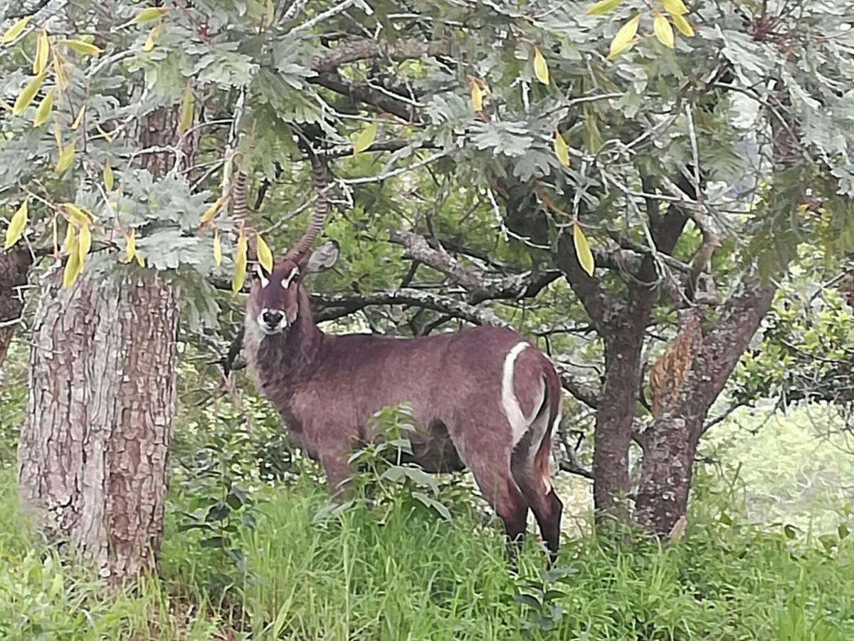 @Nature Luxury Cottages Mbombela Bagian luar foto